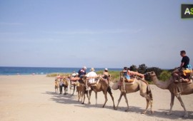 camels-tour