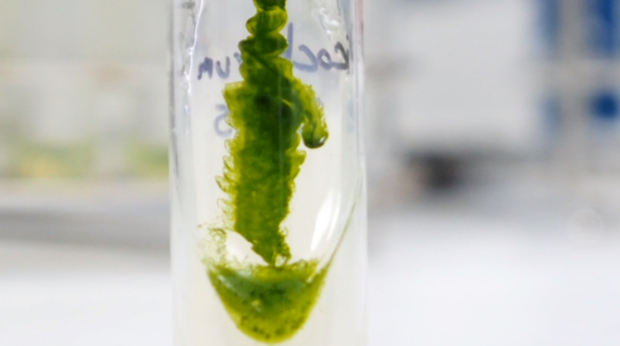 microalgae-biofuel